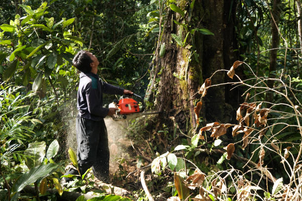 Best Emergency Tree Removal  in Ponderay, ID